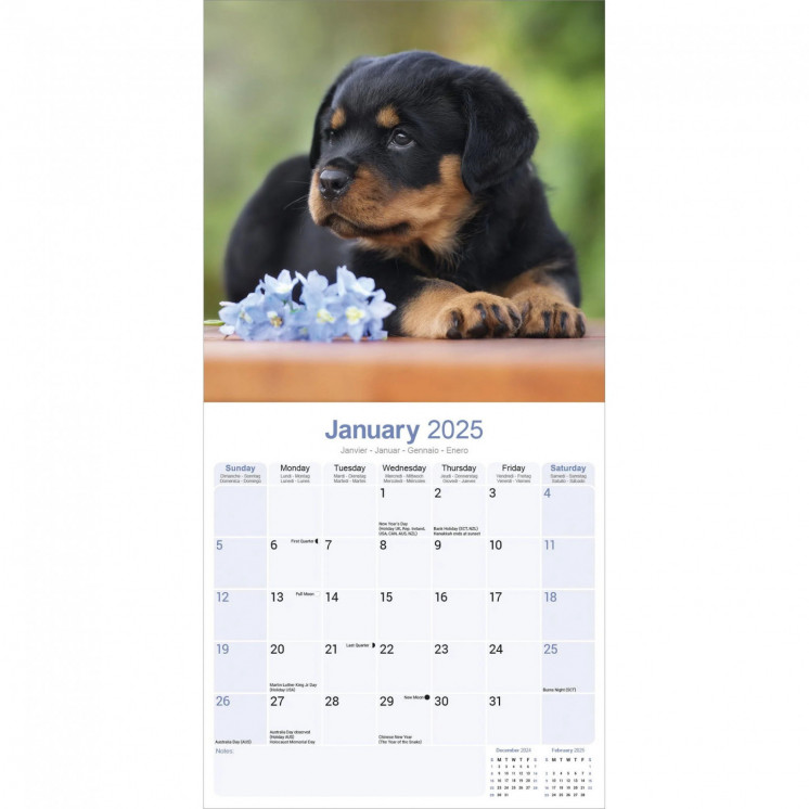 Calendrier Rottweiler 2025