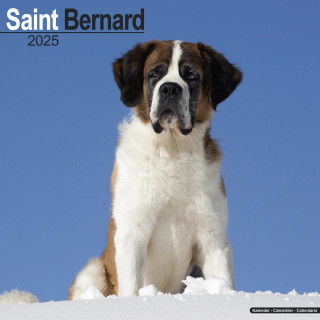 Calendrier Saint-Bernard 2025