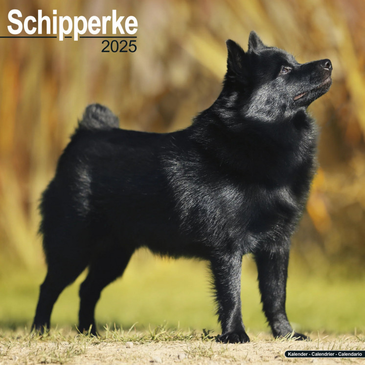 Calendrier Schipperke 2025