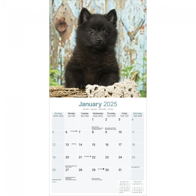 Calendrier Schipperke 2025