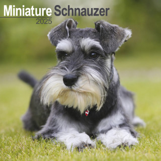 Calendrier Miniature Schnauzer 2025