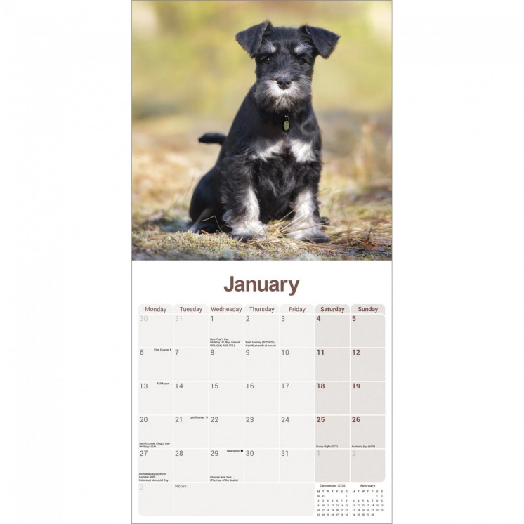 Calendrier Miniature Schnauzer 2025