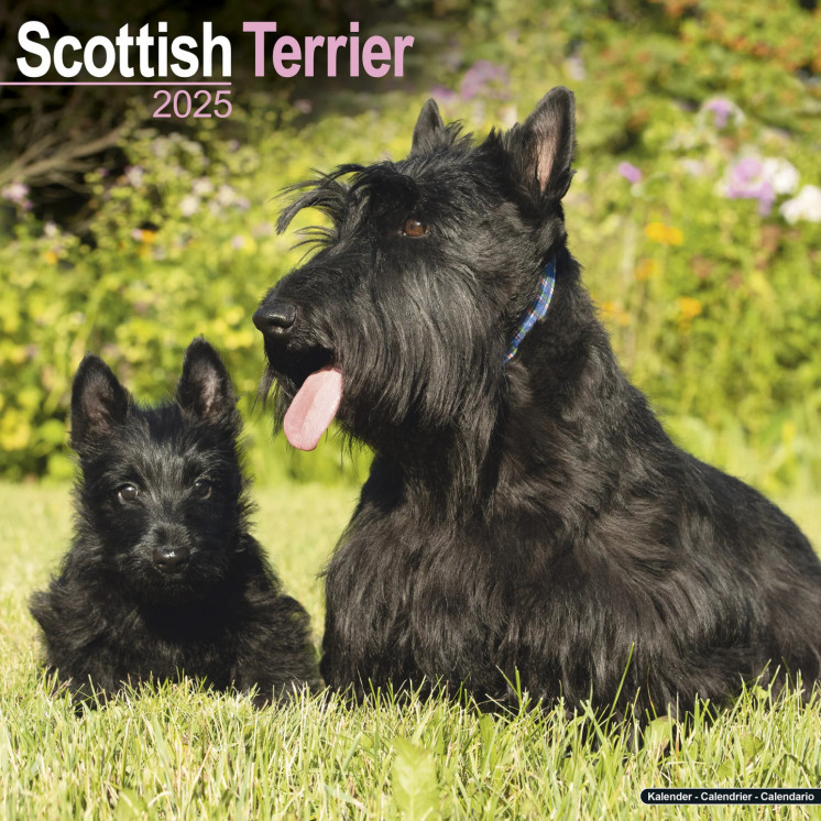 Calendrier écossais Terrier 2025