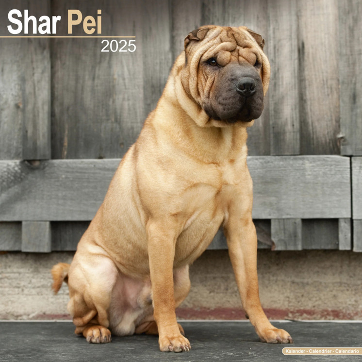 Calendrier Shar Pei 2025