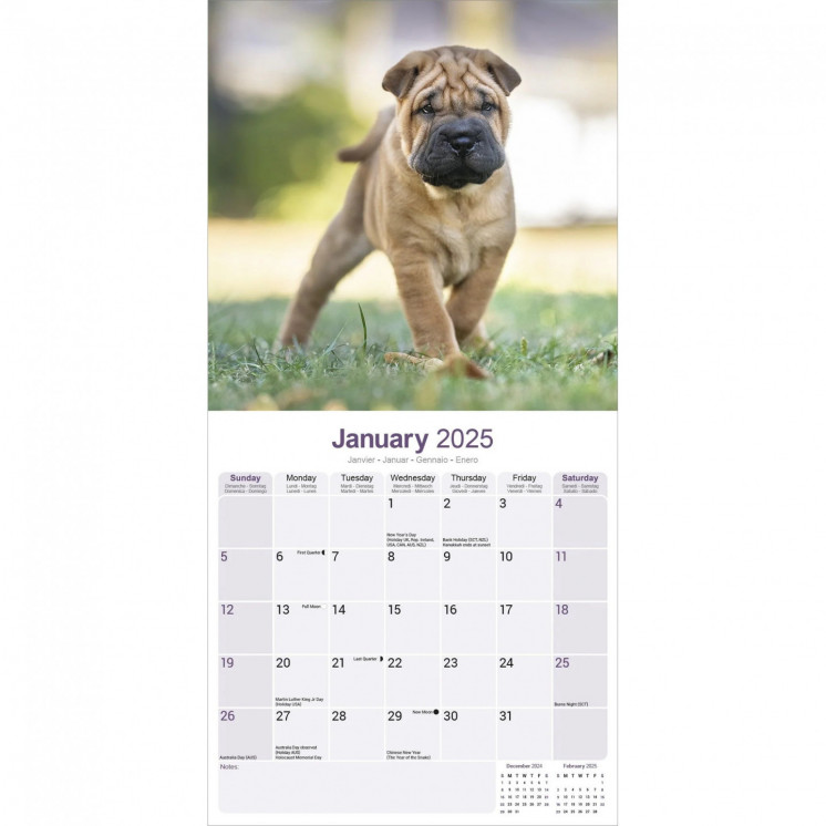 Calendrier Shar Pei 2025