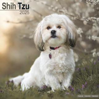 Calendrier Shih Tzu 2025