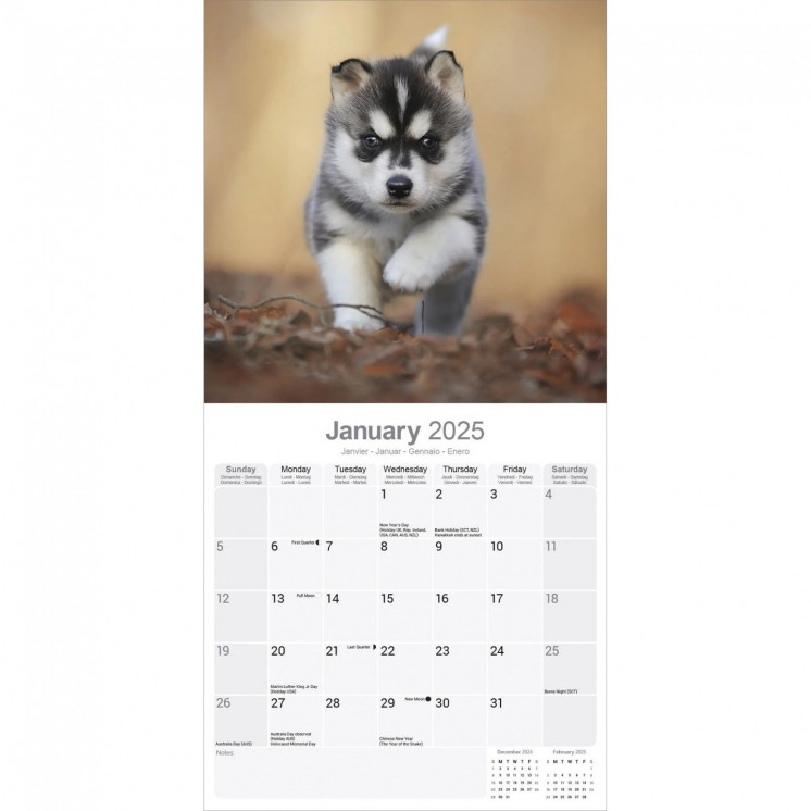 Calendrier Husky Sibérien 2025