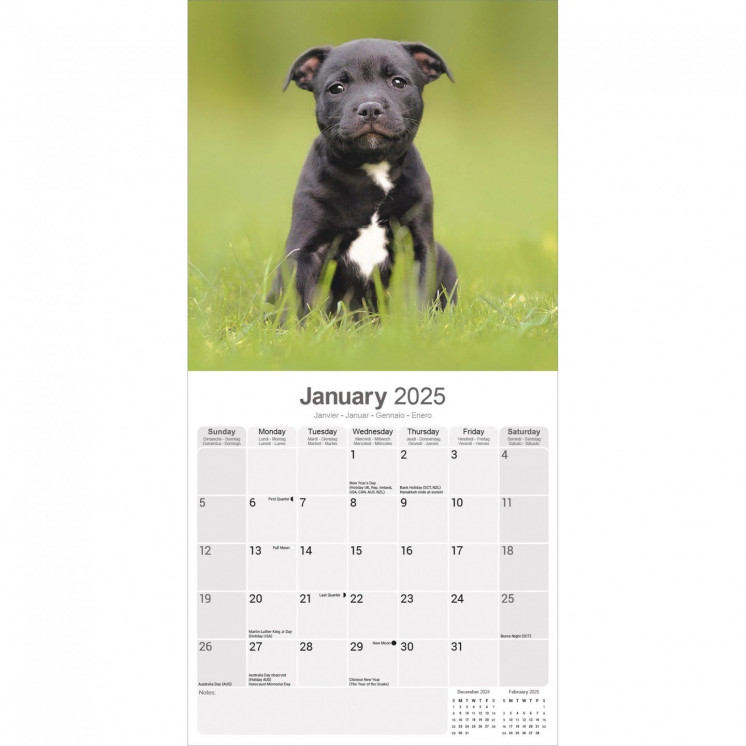 Calendrier Staffordshire Bull Terrier 2025