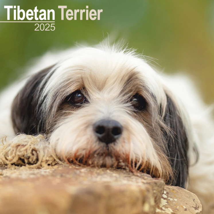 Calendrier Tibétain Terrier 2025