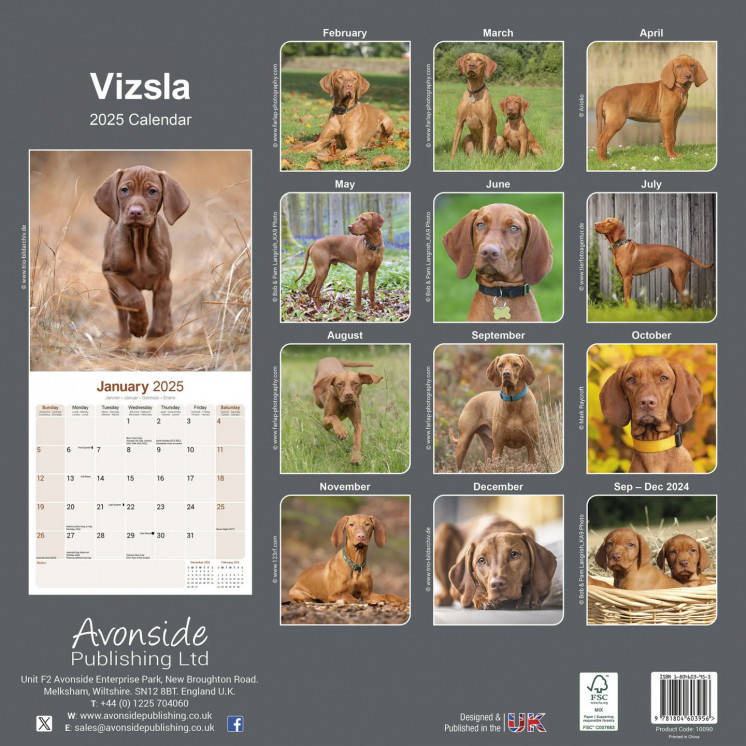 Calendrier Vizsla 2025