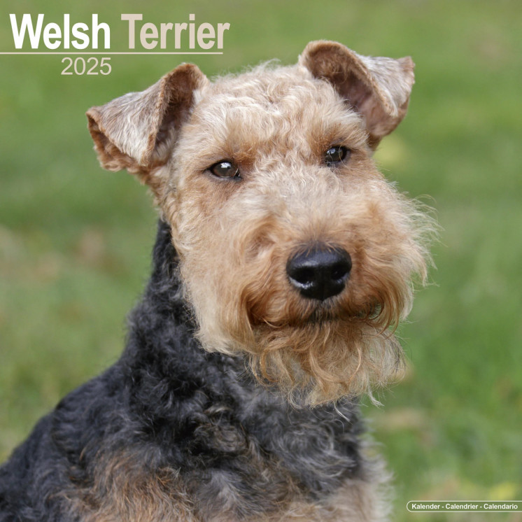 Calendrier Welsh Terrier 2025