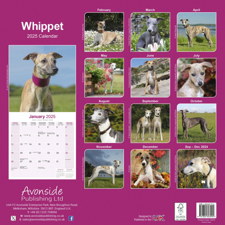 Calendrier Whippet 2025