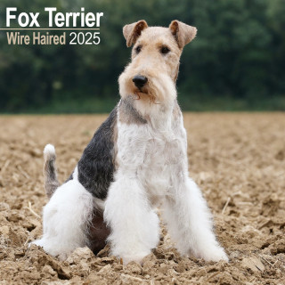 Calendrier Fox Terrier à poil dur 2025