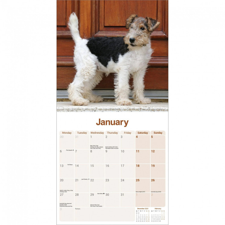 Calendrier Fox Terrier à poil dur 2025