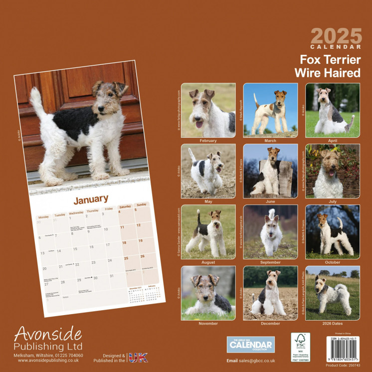 Calendrier Fox Terrier Poil Dur 2025