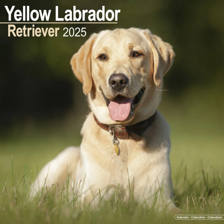 Calendrier Labrador Retriever Jaune 2025