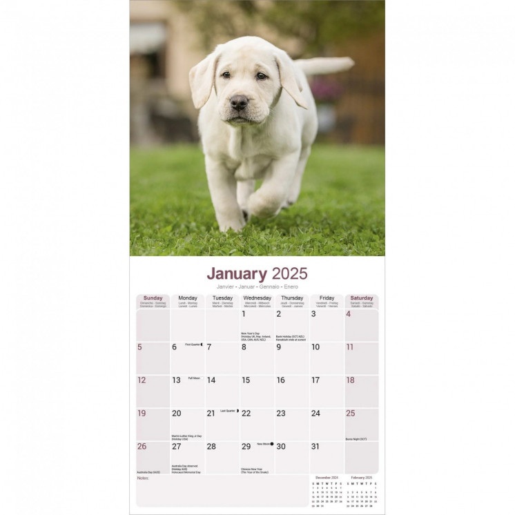 Calendrier Labrador Retriever Jaune 2025