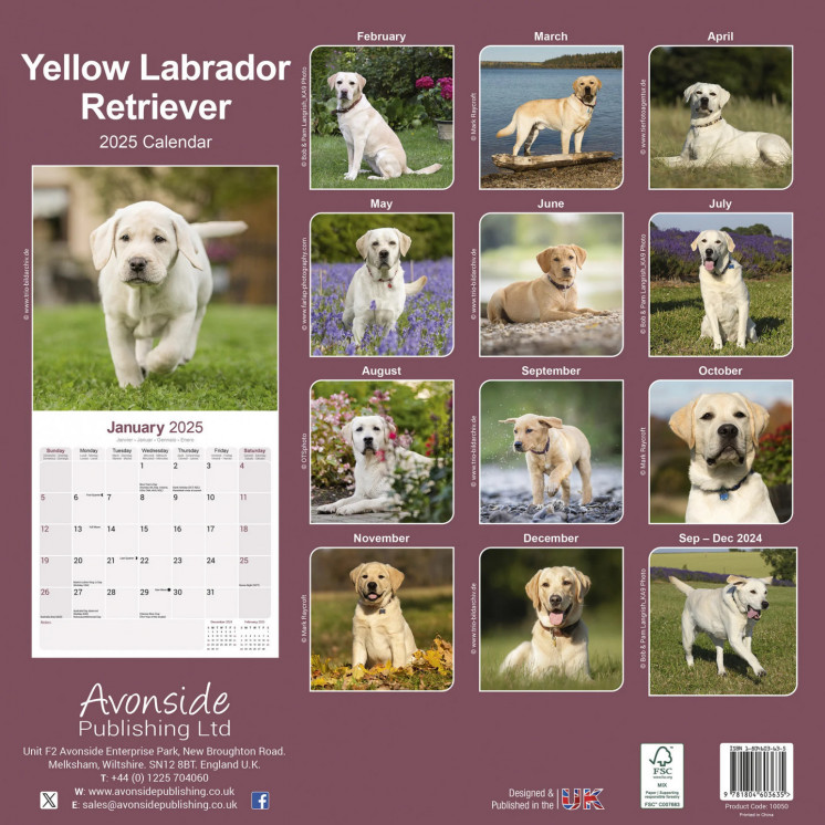 Calendrier Labrador Retriever Jaune 2025