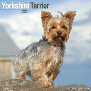 Calendrier Yorkshire Terrier 2025