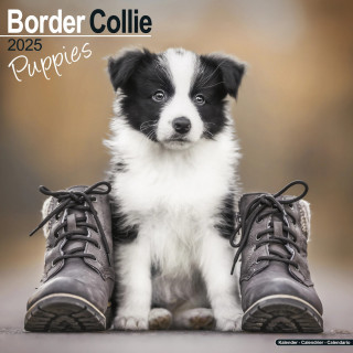 Calendrier chiots Border Collie 2025