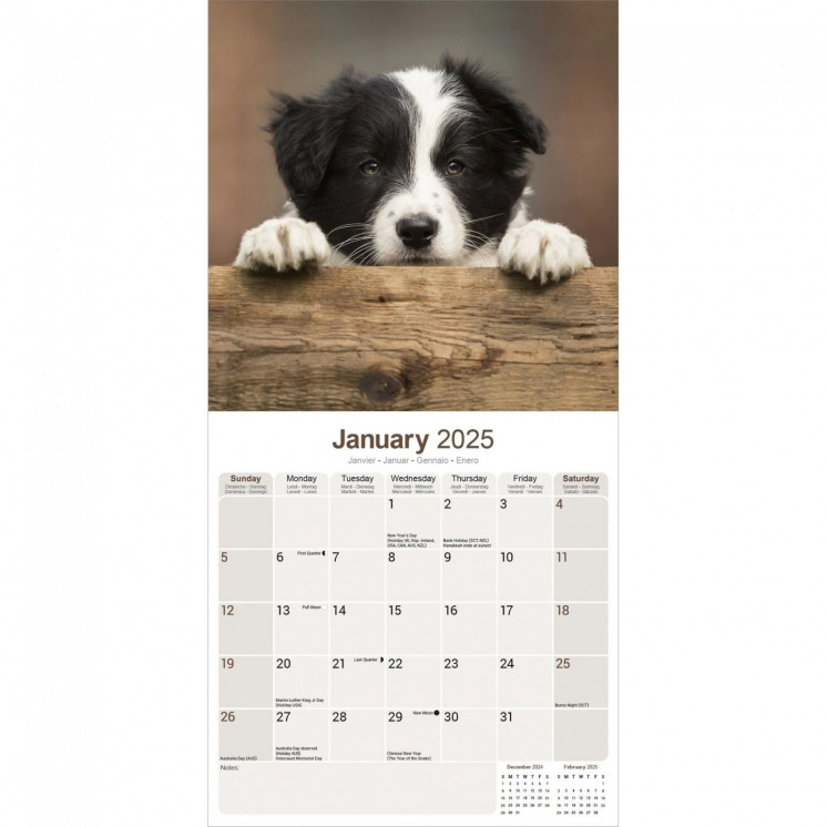 Calendrier chiots Border Collie 2025