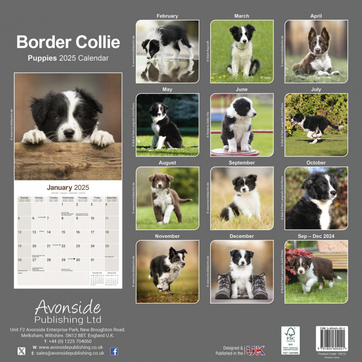 Calendrier chiots Border Collie 2025