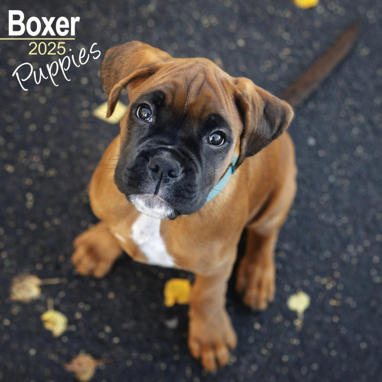 Calendrier Chiots Boxer 2025