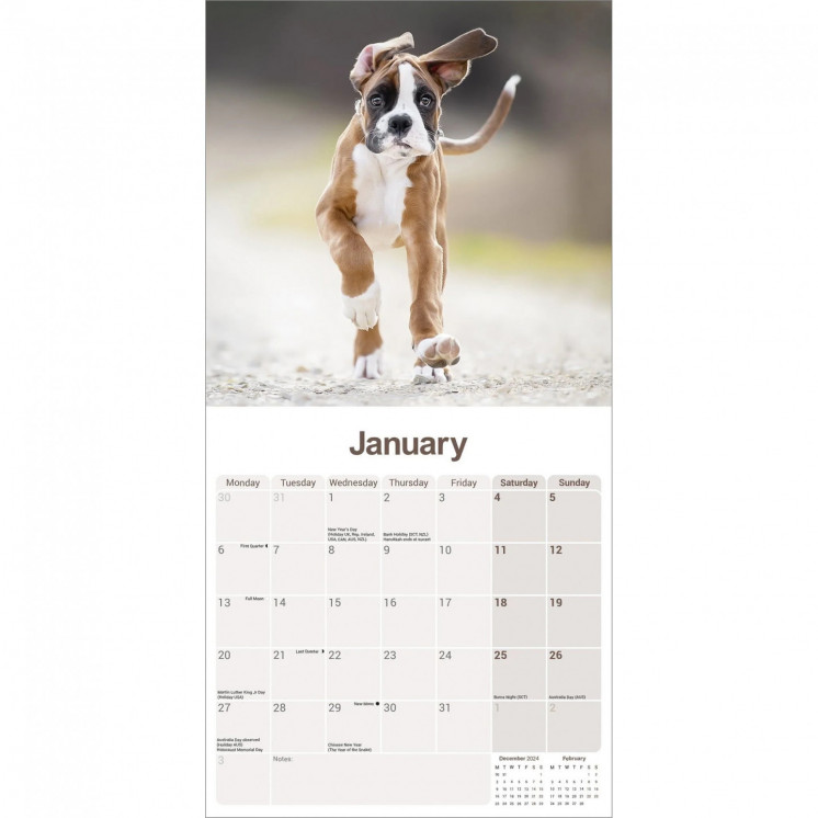 Calendrier Chiots Boxer 2025