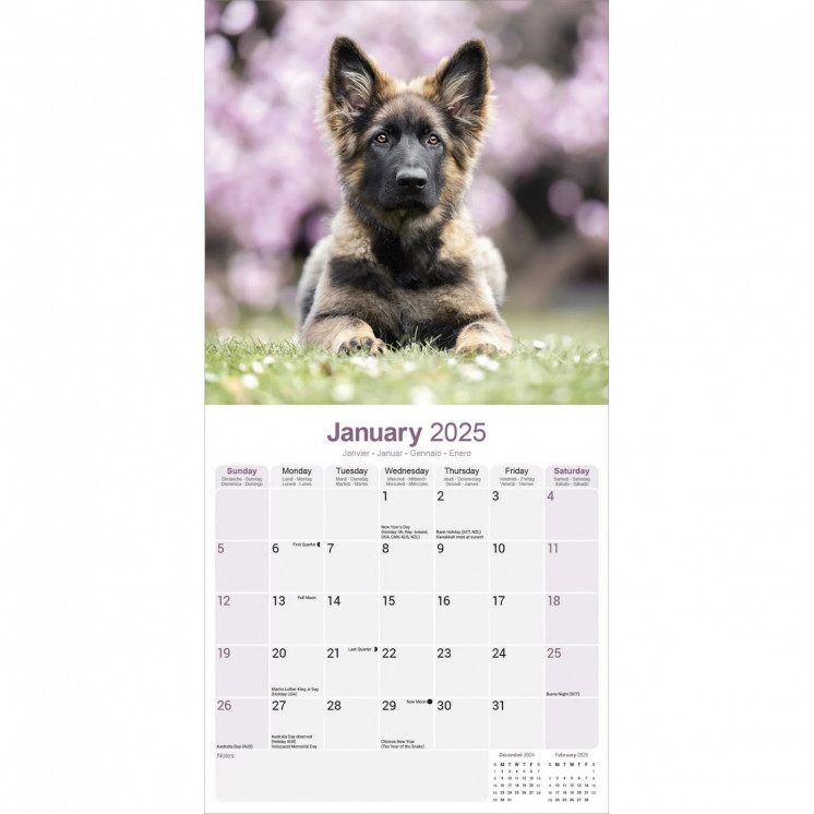 Calendrier chiots berger allemand 2025