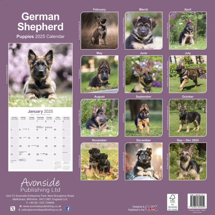 Calendrier chiots berger allemand 2025