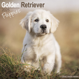 Calendrier chiots Golden Retriever 2025