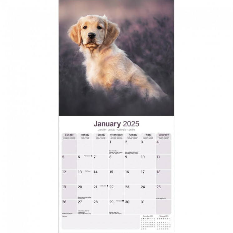 Calendrier Chiots Golden Retriever 2025