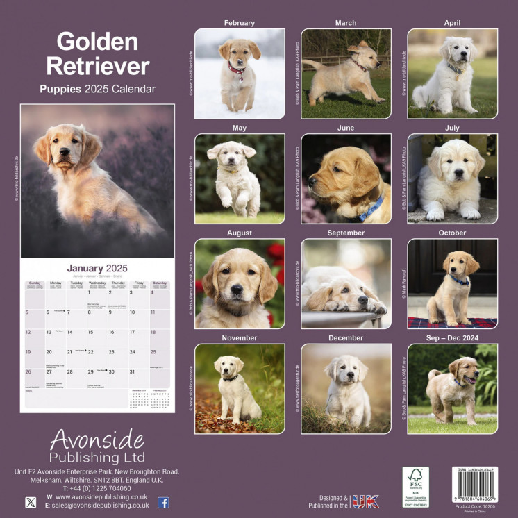 Calendrier Chiots Golden Retriever 2025