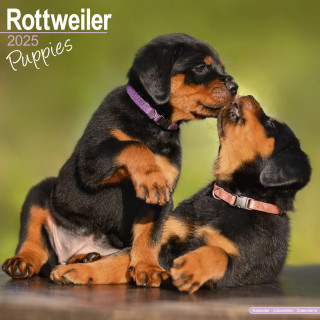 Calendrier Chiots Rottweiler 2025