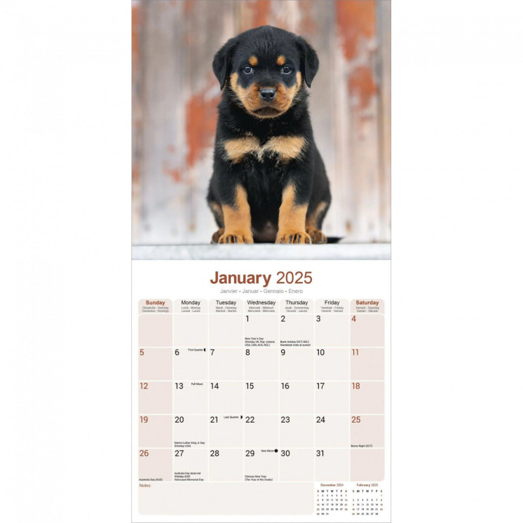 Calendrier Chiots Rottweiler 2025