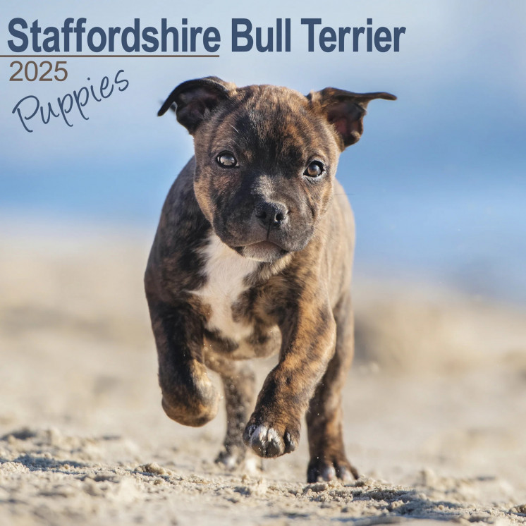 Calendrier Chiots Staffordshire Bull Terrier 2025