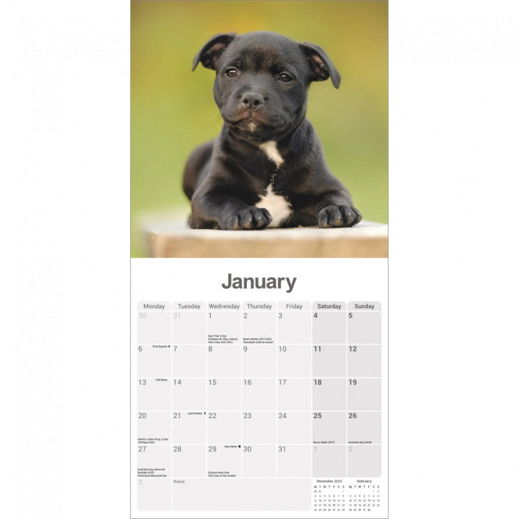 Calendrier Chiots Staffordshire Bull Terrier 2025