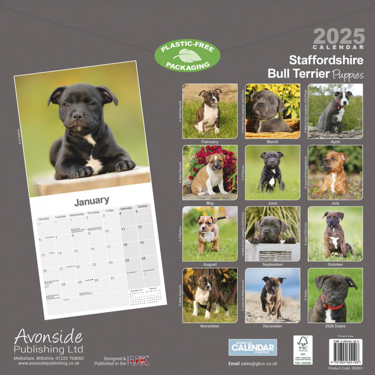 Calendrier Chiots Staffordshire Bull Terrier 2025