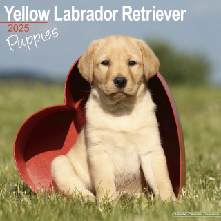 Calendrier Chiots Labrador Jaune 2025