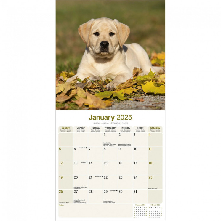 Calendrier Chiots Labrador Jaune 2025