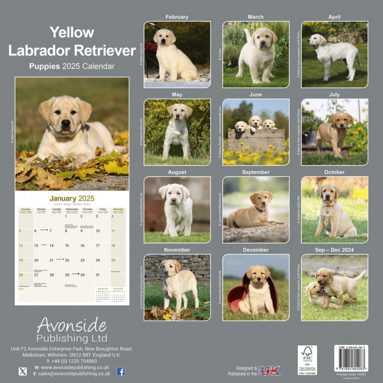 Calendrier Chiots Labrador Jaune 2025