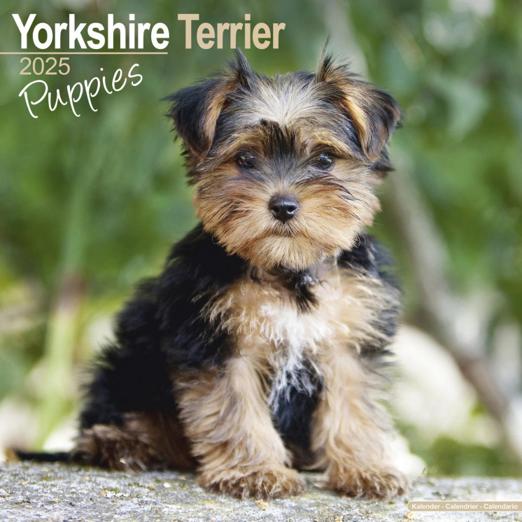 Calendrier Chiots Yorkshire Terrier 2025