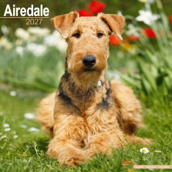 Calendrier Airedale Terrier 2027