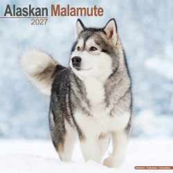 Calendrier Alaskan Malamute 2027
