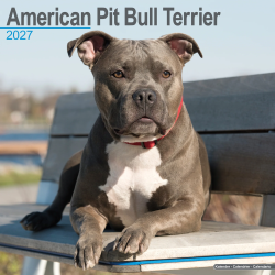 Calendrier American Pit Bull Terrier 2027