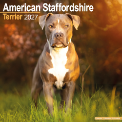 Calendrier American Staffordshire Terrier 2027