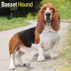 Calendrier Basset Hound 2027