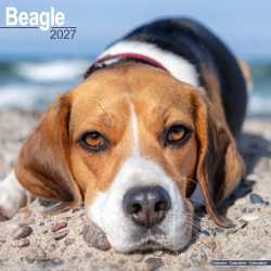 Calendrier Beagle 2027