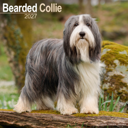 Calendrier Bearded Collie 2027