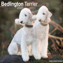 Calendrier Bedlington Terrier 2027